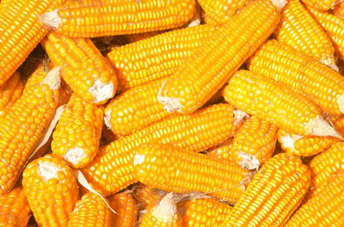 4 kroki do idealnej kolby kukurydzy