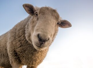 Dlaczego wełna mineralna czernieje?