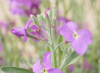 Czy woal francuski trzeba prasować?