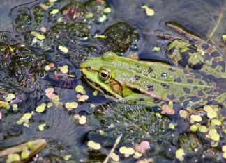 Czym kleić styropian w przyczepie kempingowej?