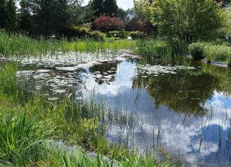Jak zrobić małe oczko wodne z fontanną?
