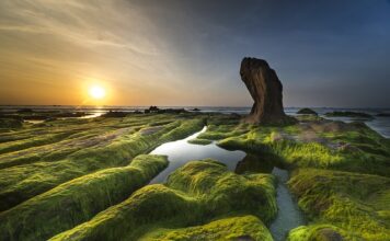 Jak usunąć glony z fontanny?