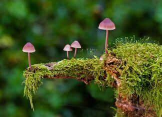 Jakie są rodzaje kasków?