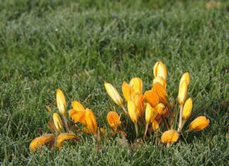 Co zrobić żeby nie zamarzło oczko wodne? Co zrobić żeby nie zamarzło oczko wodne?