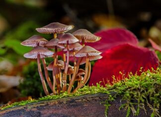 Jak pozbyć się grzyba ze ścian?